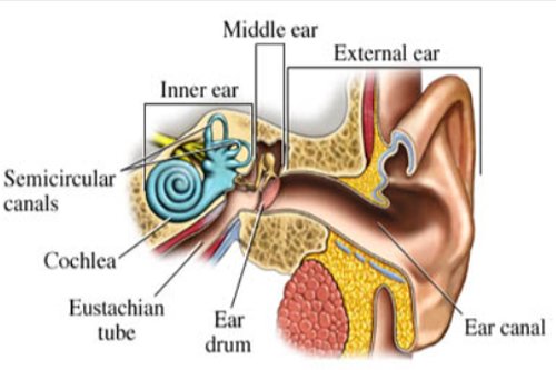 hearing loss internal ear explain